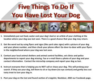 shelter lost and found